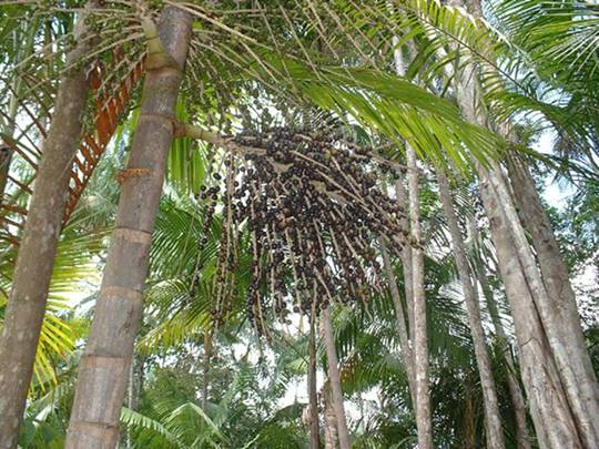 árbol de acai