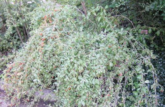 Lycium barbarum
