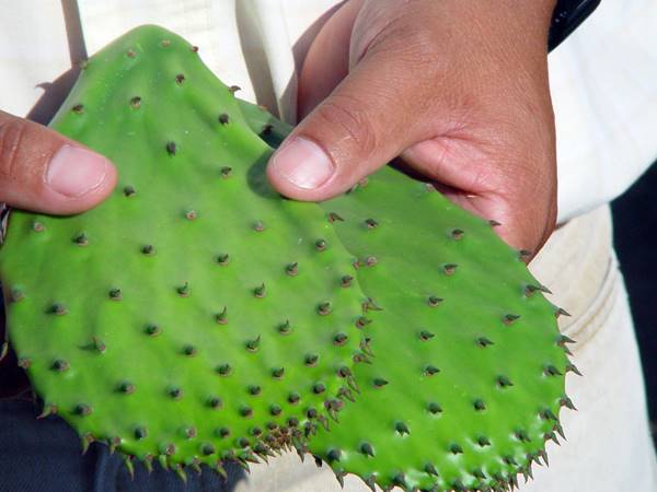 Dos grandes cactus en una mano