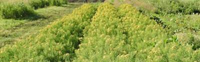 un campo de plantacion
