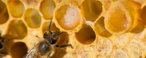 una abeja alimentando una célula