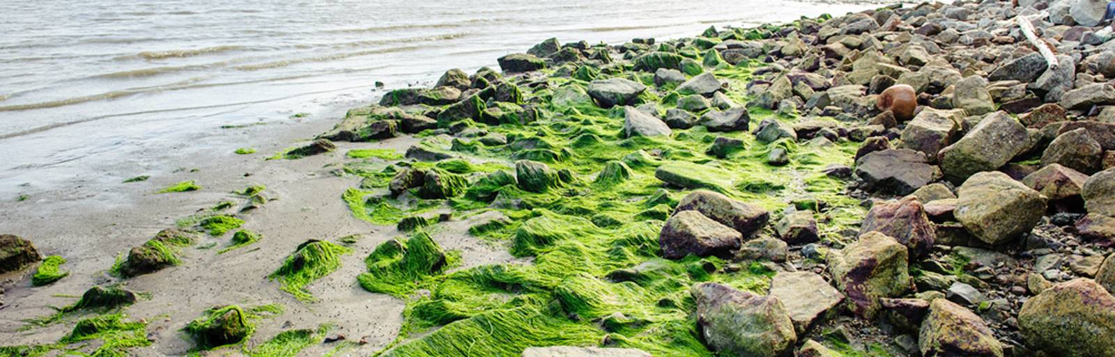 espirulina natural en la playa