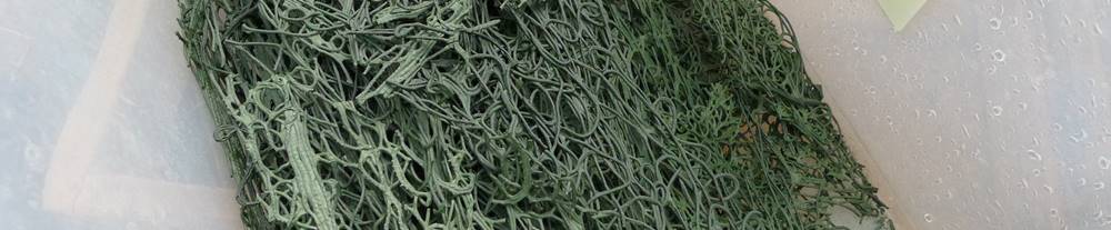 Extractos de algas espirulinas