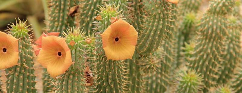 Flores de Hoodia, no son comestibles.