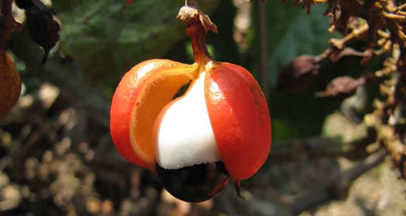 el fruto del guaraná