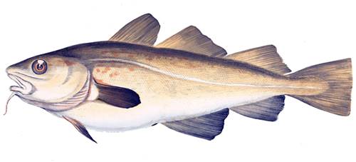 Representación de un bacalao