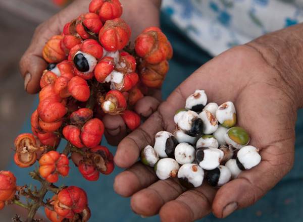 Frutas en una mano y semillas en la otra.