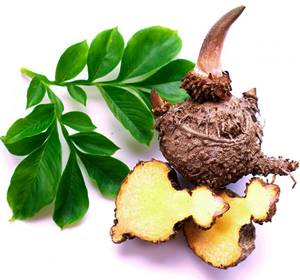 hoja y bulbo de konjac