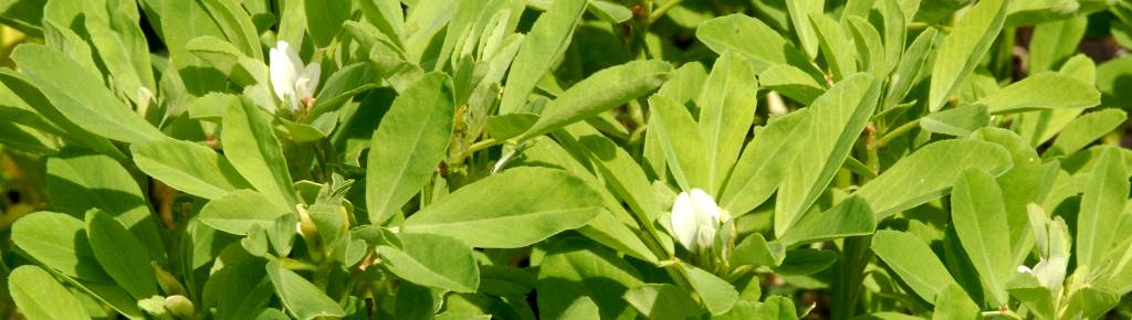 hojas de alholva con flores blancas