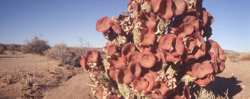 Hoodia en el desierto