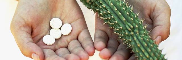 Hoodia en una mano y sellos en la otra