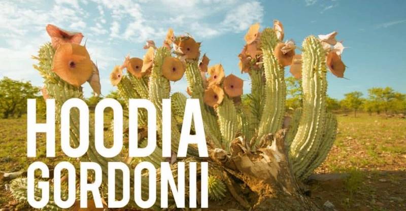 Un plan de cactus en el desierto.