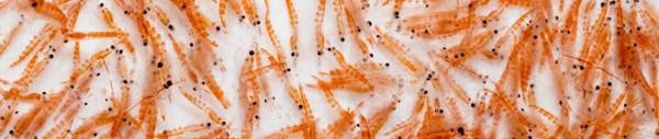 krill