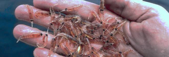 una mano llena de krill