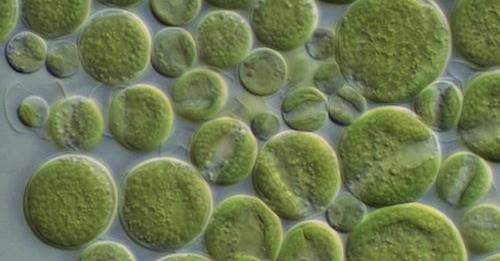 visto bajo un microscopio