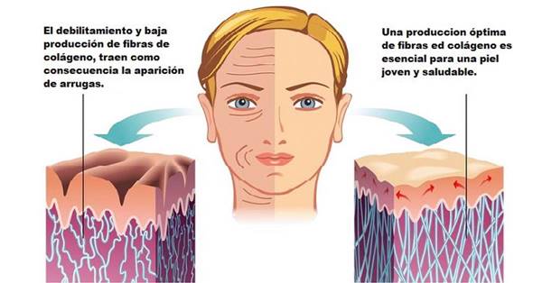 Diagrama que muestra la piel joven y vieja.