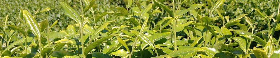 Tiny tea garden plant