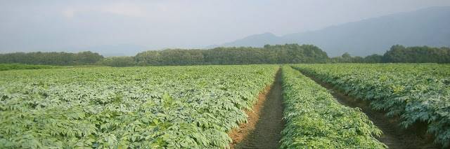 Una plantación de konjac