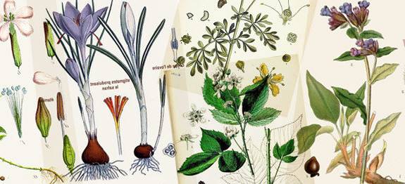 Visualización de varias plantas medicinales